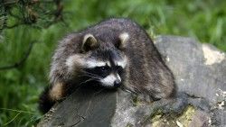 Raccoon, Lies, Striped laptop 1366×768 HD Background