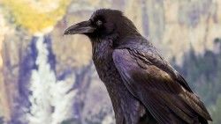 Raven, Crow, Bird, Sitting laptop 1366×768 HD Background