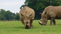 Rhino, Couple, Food, Grass laptop 1366×768 HD Background