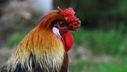 Rooster, Bird, Profile laptop 1366×768 HD Background