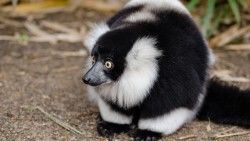 Ruffed lemur, Lemur, Wonderment laptop 1366×768 HD Background