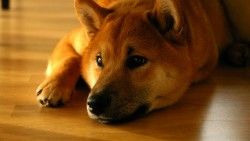 Shiba inu, Dog, Muzzle, Lies laptop 1366×768 HD Background
