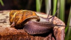 Snails, Large, Antennae laptop 1366×768 HD Background
