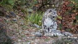 Snow leopard, Predator, Grin laptop 1366×768 HD Background