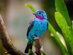 Download Wallpaper 1600×1200 Spangled cotinga, Bird, Branch 1600×1200 HD Background