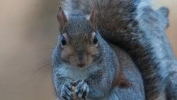 Squirrel, Nuts, Food laptop 1366×768 HD Background