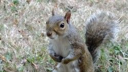 Squirrel, Standing, Grass laptop 1366×768 HD Background