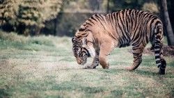 Tiger, Big cat, Predator, Walking laptop 1366×768 HD Background