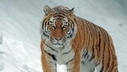 Tiger, Predator, Big cat, Snow laptop 1366×768 HD Background