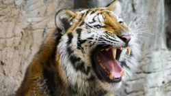 Tiger, Teeth, Predator, Muzzle laptop 1366×768 HD Background