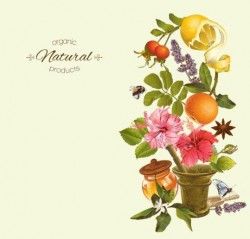 Herbal tea vintage background vector 07