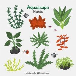 Pack of aquatic plants