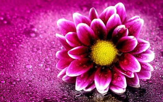 Pink Flower 4K Wallpapers