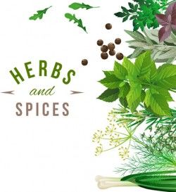 Refreshing herbs and spices vector background