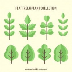 Set of trees and leaves in flat design