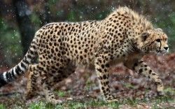 Wild Cheetah 4K Wallpapers