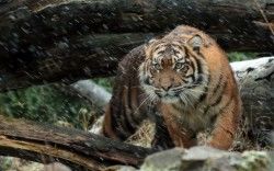 Wild Sumatran Tiger 4K Wallpapers