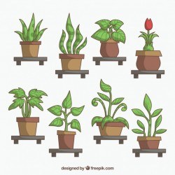 Assortment of different potted plants