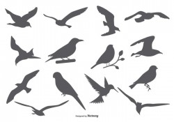Bird Vector Silhouettes