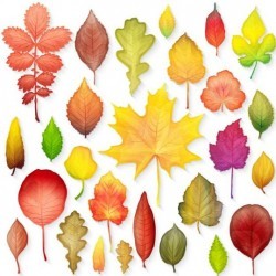 Colorful autumn leaves vectors 05