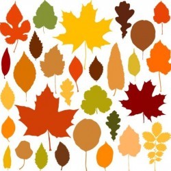 Colorful autumn leaves vectors 02