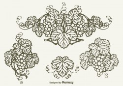 Free Drawn Bunch Of Grapes Vector Design