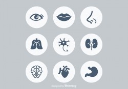 Free Human Anatonomy Vector Icons