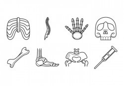 Free Human Bone Icon Vector