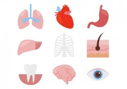 Free Human Organ Body Parts Icons Vector
