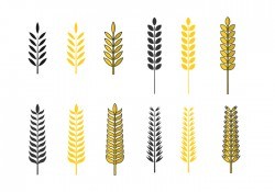 Golden Oat Vector Set