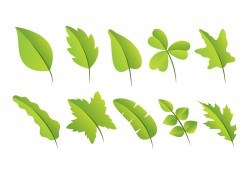Hojas Vector Pack
