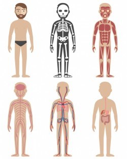 Human anatomy designs