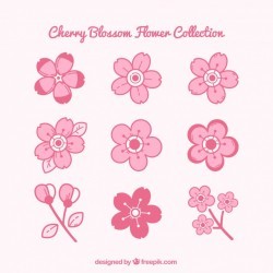 Pink collection of cherry blossoms