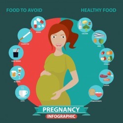 Pregnancy infographic template Vector | Free Download
