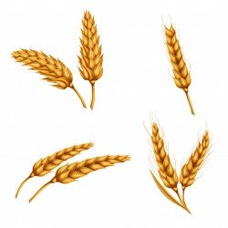 Set of vector illustrations of wheat spikelets, grains, sheaves of wheat isolated on white backg ...