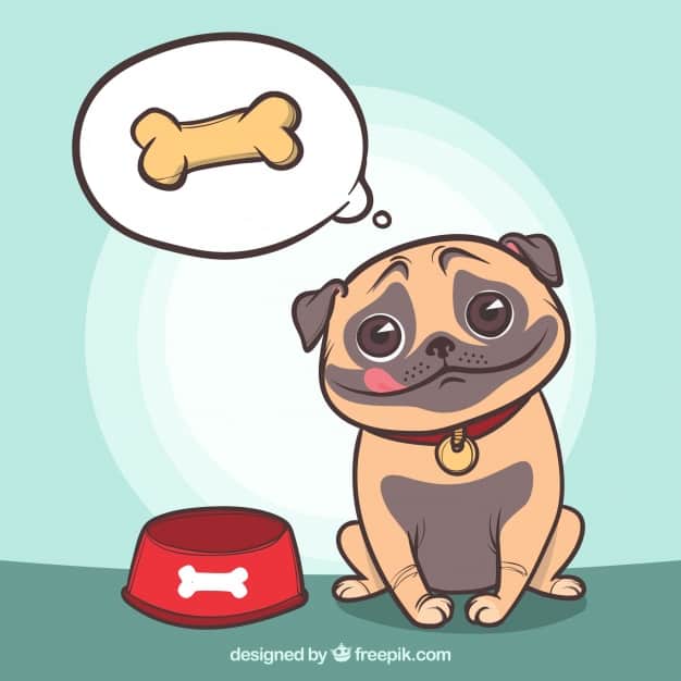 Hungry pug thinking about food
