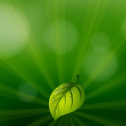 A green colored stationery with a leaf