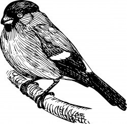 bullfinch Icons PNG