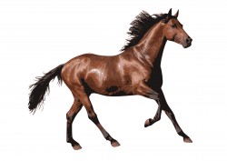 Caballo 1 Icons PNG