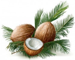 Coconuts with palm leaves