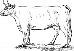 Cow 3 Icons PNG