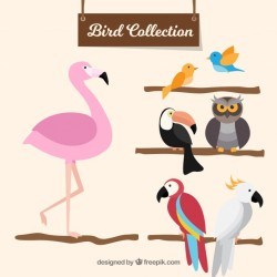 Flat bird collection