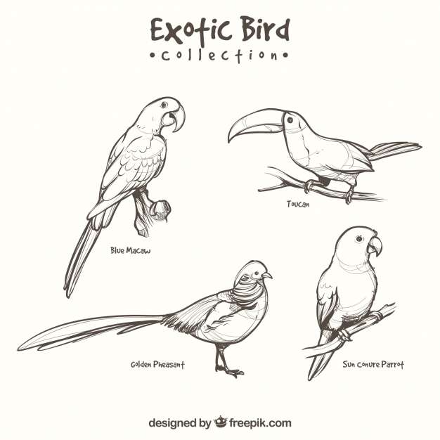 Hand drawn exotic bird collection