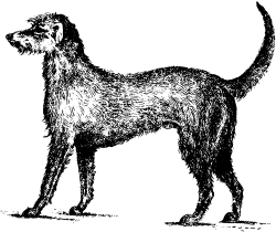 Irish wolfhound Icons PNG