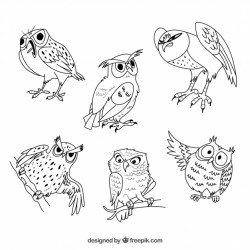 Outline owl collection of six