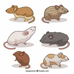 Pack of different mice breeds