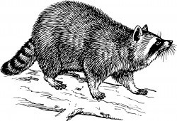 Raccoon 2 Icons PNG
