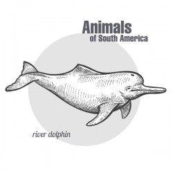 Dolphin Drawing