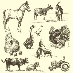 Farm with poultry hand drawn vector