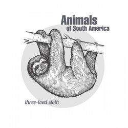 Animals of South America Sloth